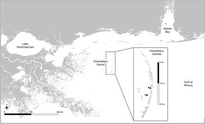 Shallow infaunal responses to the Deepwater Horizon event: Implications for studying future oil spills